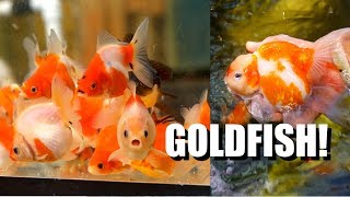 EXTREME GOLDFISH PASSION: Breeding New Types in Hawaii?