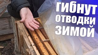 видео: Грубые ошибки пчеловода при зимовке пчел слабыми семьями  или отводками. Успешная зимовка отводков картинка: Грубые ошибки пчеловода при зимовке пчел слабыми семьями  или отводками. Успешная зимовка отводков