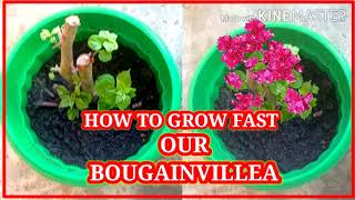 HOW TO GROW FAST OUR BOUGAINVILLEA