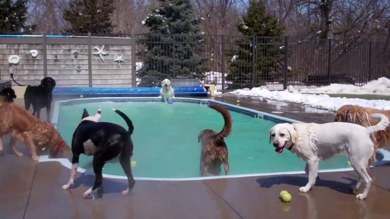 top dog country club top dog country club