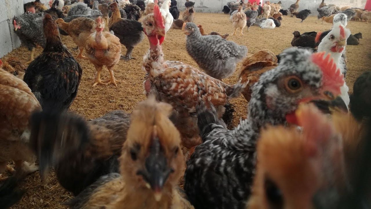 EMPIEZA UN NEGOCIO CON POLLOS CRIOLLOS MEJORADOS FRANCES 2 / COSTO DE