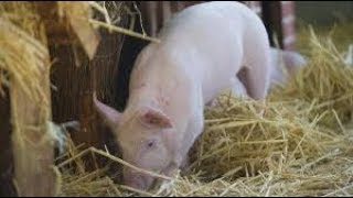 Hepatitis E found in pork products in Cape Town