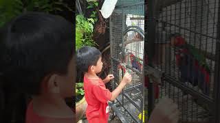 លេងជាមួយ សេក Play with Parrot ?, parrot parrots parrotlovers parrotvideo animals animallover