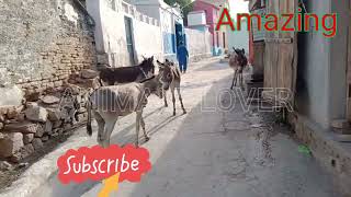 Three Donkey Female One Donkey Male Is Hot Meeting Meet