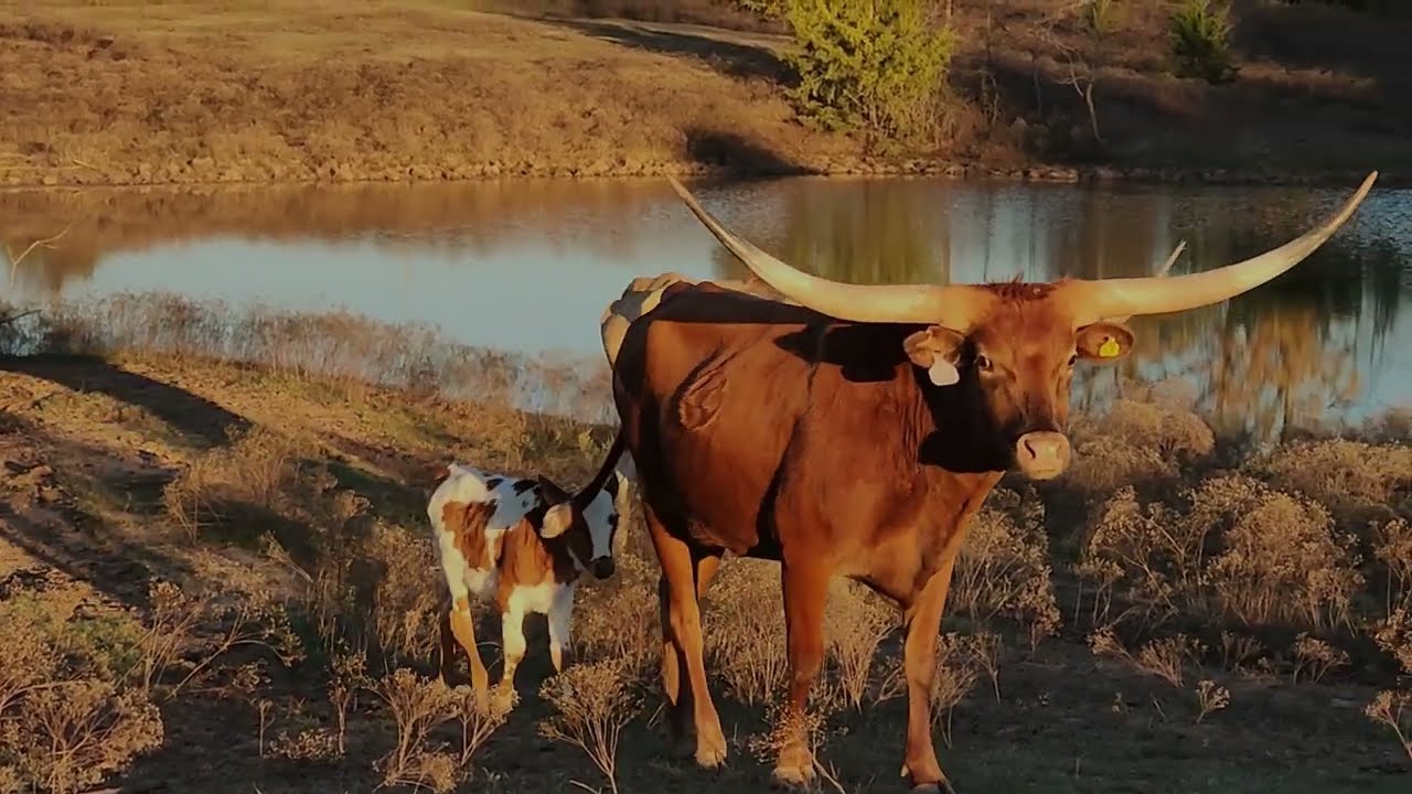 Japanese Feed Truck (and lots of Longhorn Cattle)