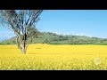 Australia's biodiversity: farming, pastoralism and forestry