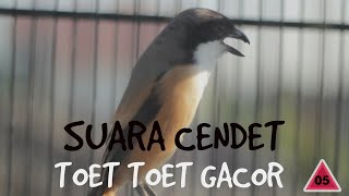 🔴 SUARA CENDET TOET TOET GACOR 05 || MASTERAN BURUNG #birds