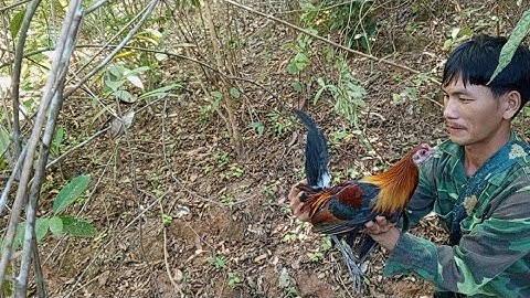 dib qaib qus tuaj ceev heev