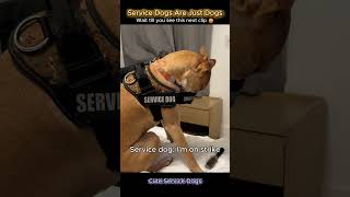 Working Service Dogs: Mission Success… and Mission Fail 🐕‍🦺😂 #funny #funnydogs #dogs
