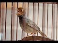 Burung Prenjak Ngamuk Suara Gila Tembakan Speed Rapat Omkicau(.mp3 .mp4) Mp3 - Mp4 Download