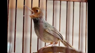 Burung Prenjak Gacor Istimewa full tembakan berkicau penuh emosi memanggil lawan