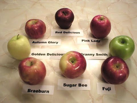 Apples 101-About SugarBee Apples 