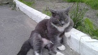 кошки приколы смешные топ видео 2014 животные кошки кошки приколы смешные топ видео 2014 животные кошки