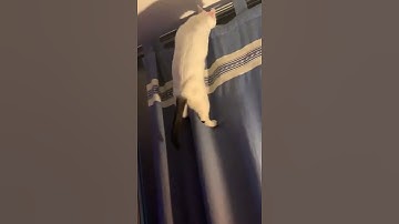 Cat Climbing on Curtain Falls to the Ground as Curtain Rod Breaks - 1262891