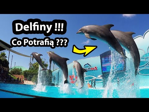 Czy akwarium na Florydzie ma delfiny?