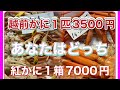 『越前かにVS紅ズワイガニ』相木魚問屋7/1/9