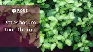 Pittosporum Tom Thumb - Roué Pépinières