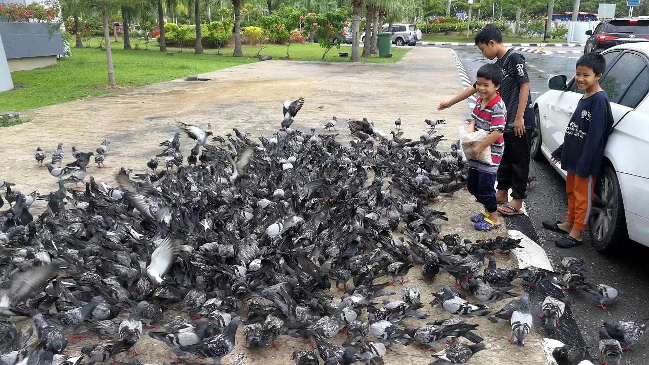 Kisah Burung 1 