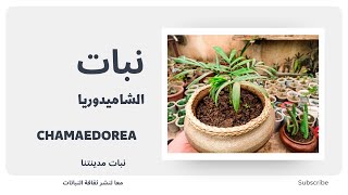 لمحة عن نبات الشاميدوريا وكيفية العناية بها Chamaedorea