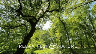 Relax In Sherwood Forest, Beautiful Nature Sounds, Peaceful Birdsong, Positive Nature Ambience, ASMR