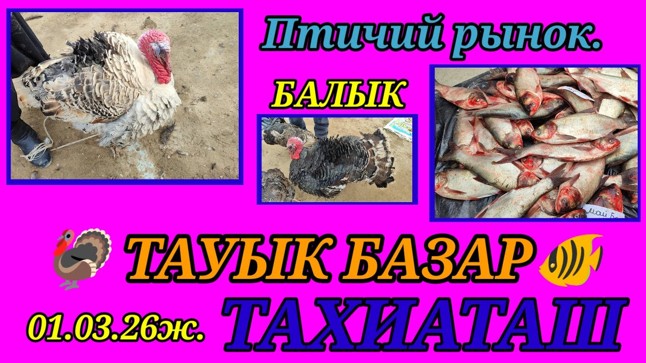 ТАУЫК БАЛЫК БАЗАР, ПТИЧИЙ РЫНОК, РЫНОК РЫБ #тахиаташ#каракалпакистан#бахалары#цены#балык#петух#индюк