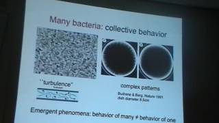 Active Matter I - M. Cristina Marchetti