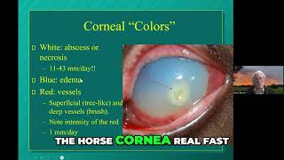 Equine Corneal Inflammation: Neutrophil Behavior and Damage