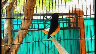Ternyata KURANG DARI 1 MENIT murai batu BISA GACOR dan BONGKAR ISIAN berkat murai batu ini