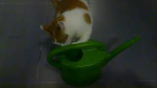 Grote Kattenkamer... Een Gieter Is Veel Leuker Dan Gewoon Drinken Uit Een Waterbakje