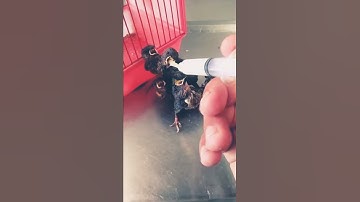 Java finch handfeeding tutorial