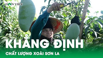 Khẳng định chất lượng xoài Sơn La với mô hình theo tiêu chuẩn VietGAP | Báo điện tử Dân Việt