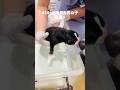 【緊急帝王切開】無事に退院して我が家に帰ってきた親子バーニーズ🐾