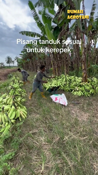 Horned Bananas, the most delicious bananas in Indonesia