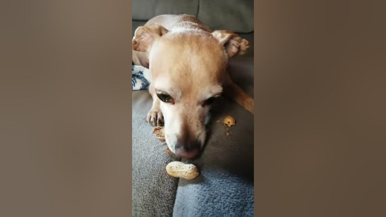 dog-eat-peanut-youtube