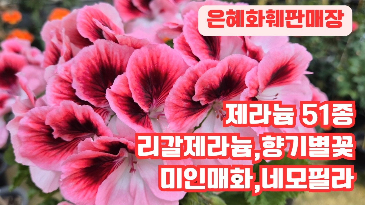 은혜화훼판매장🌳전화주문☎010 2651 4421#제라늄51종 서바이벌페이퍼,빅이즈폭시플라밍고,폴리폴락,리갈제라늄,러시아제라늄,사가제라늄#네모필라#미인매화#향기별꽃#보라싸리#운간초
