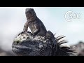 Filming Iguana vs Snakes | Behind the Scenes 360° | Planet Earth II