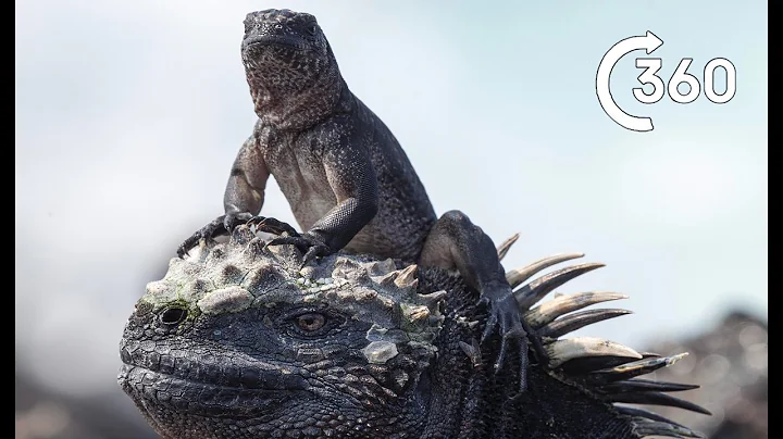 Filming Iguana vs Snakes | Behind the Scenes 360° | Planet Earth II