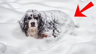 Eles Encontraram Uma Cachorra Na Neve, E Descobriram O Que Ela Estava Escondendo Sob Seu Corpo