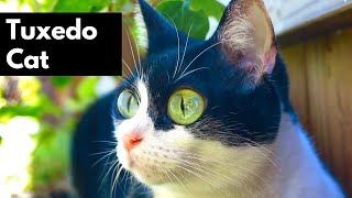Tuxedo Cats Being Amazing  Tuxedo Cat Personality  Silly & Cute Cats 101