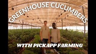 COLLECT DATA STRAIGHT FROM YOUR GREENHOUSE WITH PICKAPP FARMING!! 🌿🥒📲