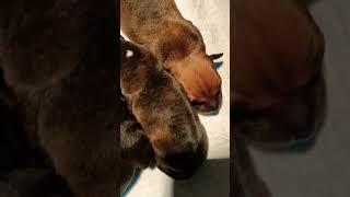 Staffordshire Bull Terrier,Glenstaffy Girl Chloe Has Given Birth To New Glenstaffy Puppies