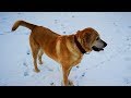 My SWEET dog Labrador/Retriever age 6 years - SNOW WALK
