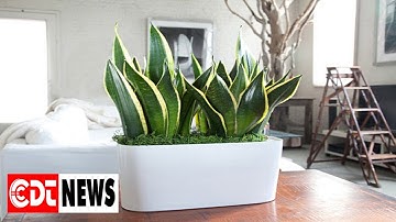 Nhà dùng điện thoại, TV suốt ngày, nhất định phải trồng 10 loại cây hút sóng và bức xạ này