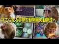 もったいない！捨てられる果物を沢山譲ってもらったので動物達に与えたら、大喜びで食べてくれました♫