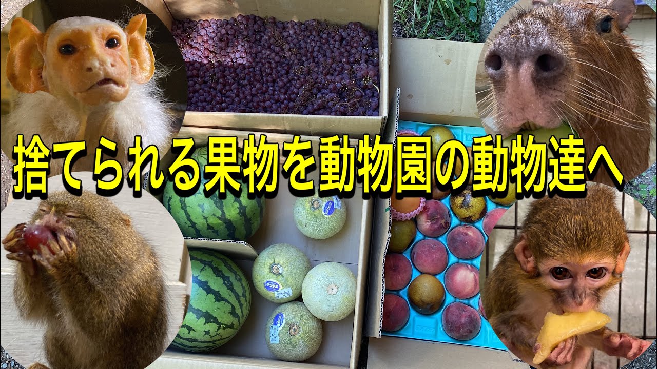もったいない！捨てられる果物を沢山譲ってもらったので動物達に与えたら、大喜びで食べてくれました♫
