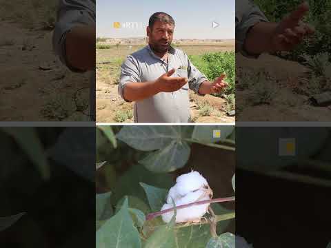مزارع في الحسكة يبدي رأيه حول التسعيرة المتوقعة لمحصول القطن