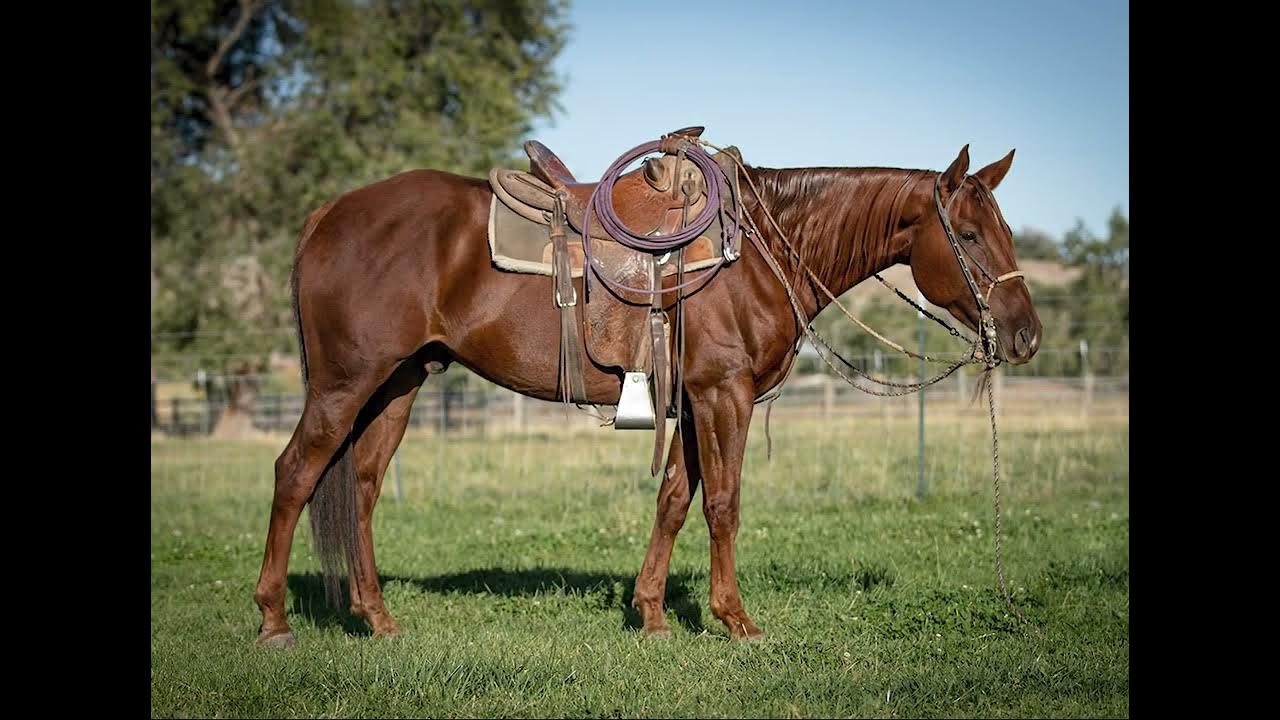 2022 Shelman Family Horse Sale Lot 39 Modocs Tonto Moon Pictures