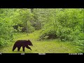 Northeast Wisconsin  - Game Trail Camera 2019