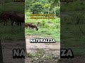 Estos son los nuevos miembros de la familia de los borrregos#granja #borregos