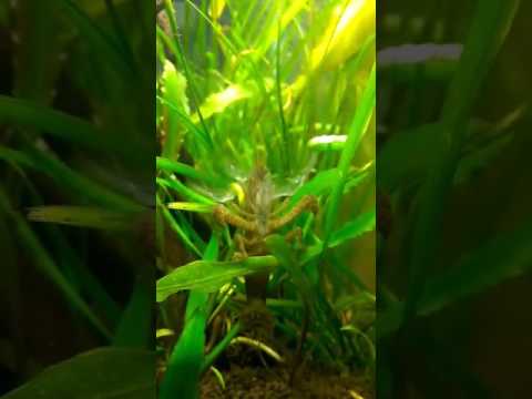 Filter Feeder Shrimp Youtube
